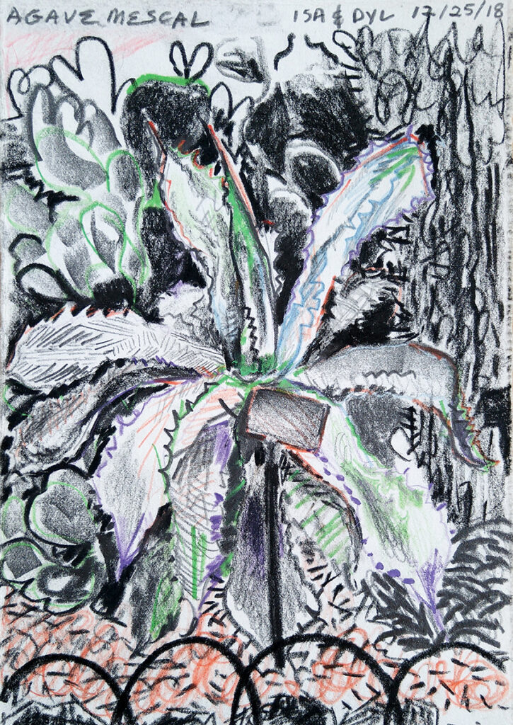 Mixed media drawing by artist Isa Rodriguez and Dylan Cale ones showing an agave surrounded by paddle cactus.