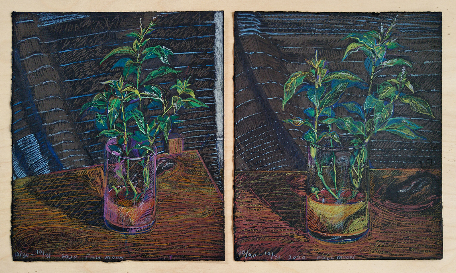 Mixed media drawing by artist Isa Rodriguez and Dylan Cale ones showing views of an indigo plant in a clear glass vase.