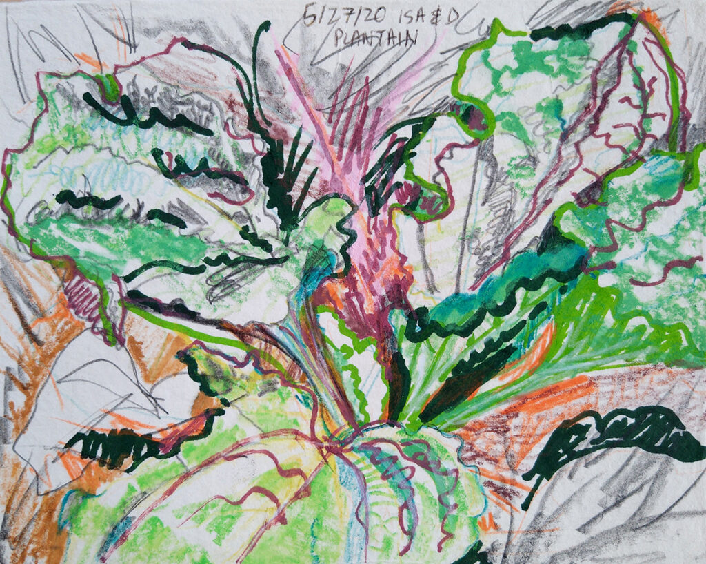 Mixed media drawing by artists Isa Rodriguez and Dylan Cale ones showing a plantain plant